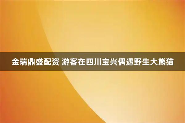 金瑞鼎盛配资 游客在四川宝兴偶遇野生大熊猫
